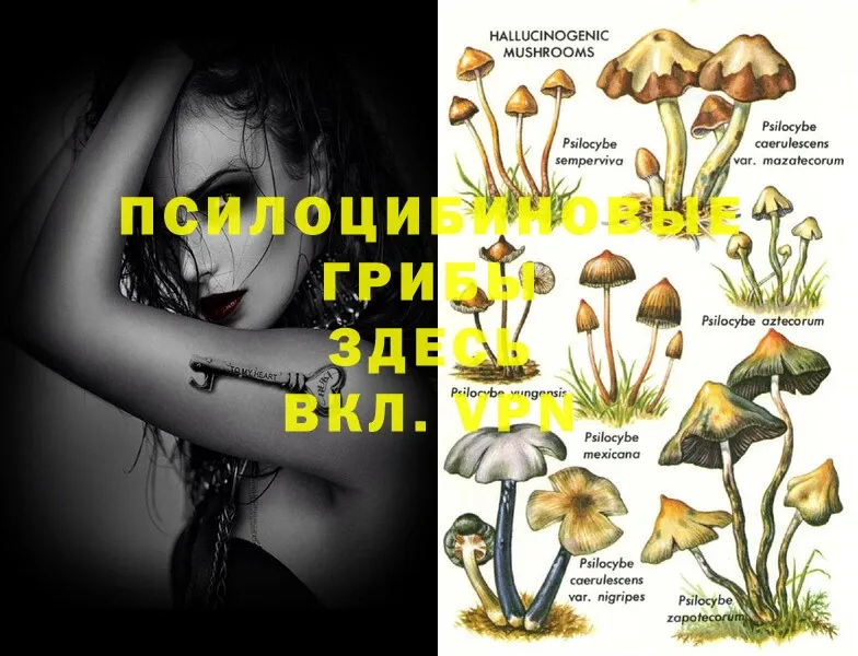 Псилоцибиновые грибы MAGIC MUSHROOMS  Ветлуга 